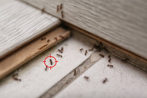 Best Best Pest Control Companies  in West Point, NY